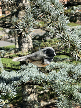 Load image into Gallery viewer, Small Chickadee - Ornament Ornaments Garden Girl NC