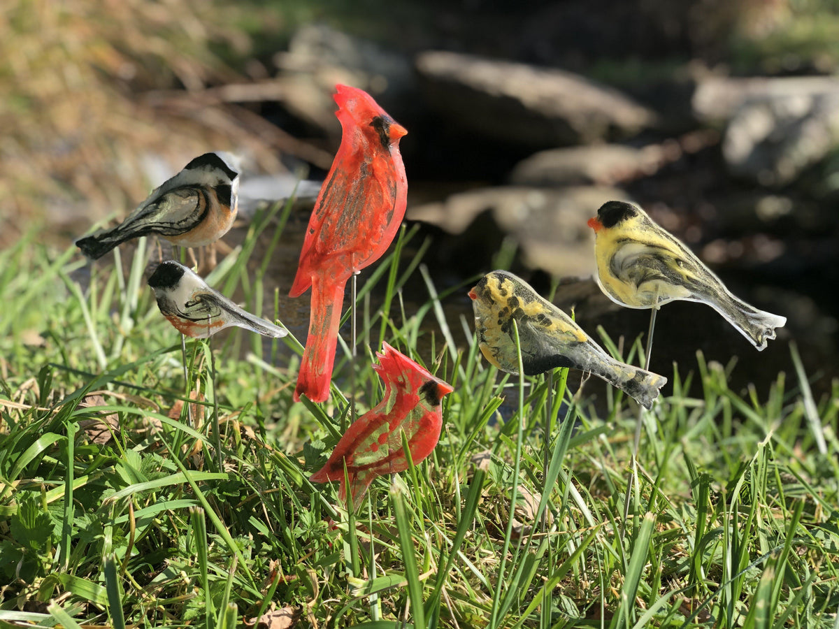All of our Beautiful Birds