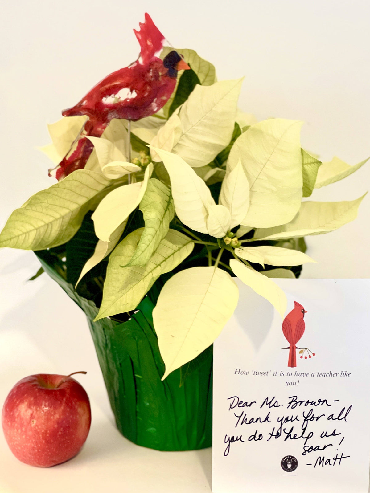 Bird Gift Bundles