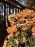 Two resin goldfinches on sticks in orange mums
