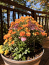 Resin purple finch on a stick in orange mums